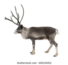 A Young Reindeer On A White Background Isolated