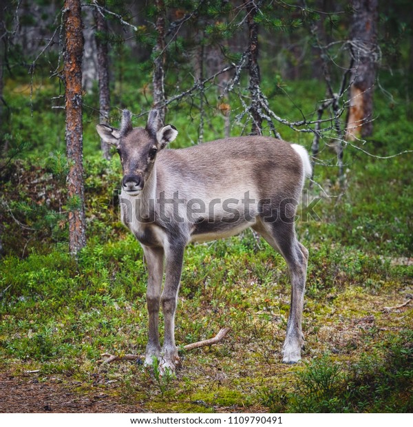 small reindeer antlers