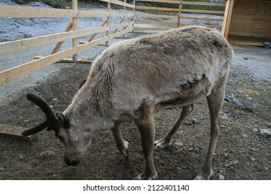 A Young Reindeer Waiting To Be Sent Home