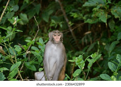 Young Rhesus monkey poses for camera in forest at Lawachara, Bangladesh - Shutterstock ID 2306432899