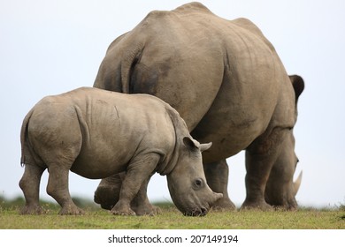 A young rhino / rhinoceros calf grazing with his mother. South Africa.