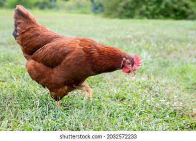 Young Rhode Island Red Pullet