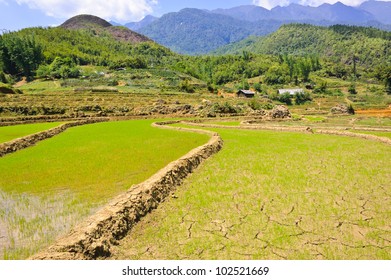 Young rice field in Sapa, Vietnam - Shutterstock ID 102521669
