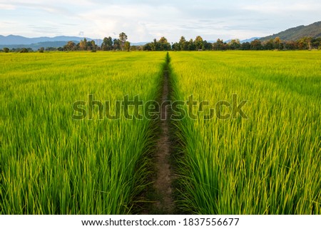 Young rice and pathway in fields.Rice field with pathway. Pathway in the middle of rice fields.