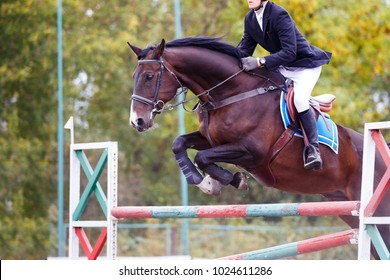 Young Rider Man On Bay Horse Jumping Over Hurdle On Show Jumping Competition