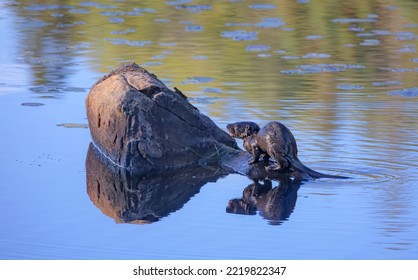 Young River Otter On Costello Creek In Algonquin Park, Canada