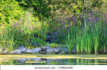 Young River Otter Standing On The Rocks In A Local Pond Near Ottawa, Canada