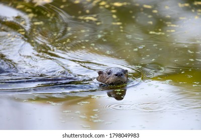 Young River Otter Swimming In A Local Pond Near Ottawa, Canada