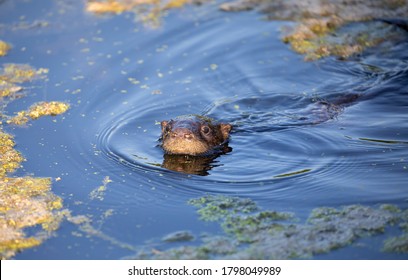 Young River Otter Swimming In A Local Pond Near Ottawa, Canada