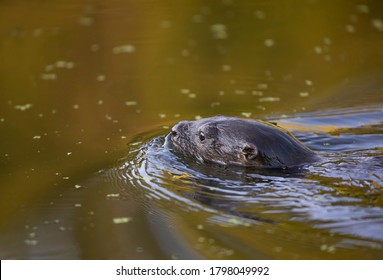 Young River Otter Swimming In A Local Pond Near Ottawa, Canada