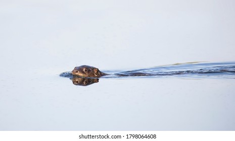 Young River Otter Swimming In A Local Pond Near Ottawa, Canada