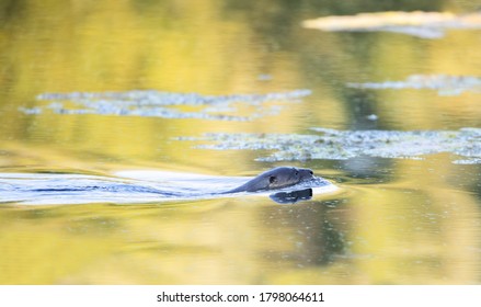 Young River Otter Swimming In A Local Pond Near Ottawa, Canada