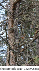 A Young Robin Hiding In The Branches Of A Jack Pine Tree