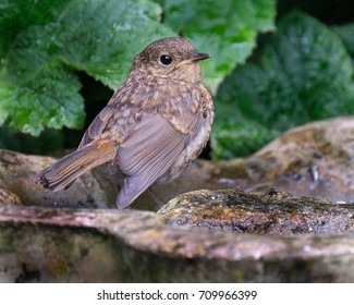 Young Robin In House Garden On Bird Bath. UK.