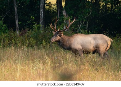 A Young Rocky Mountain Elk