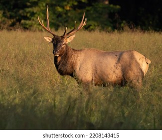 A Young Rocky Mountain Elk