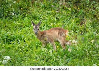 A Young Roe Dear In A Green Meadow In The Austrian Alps