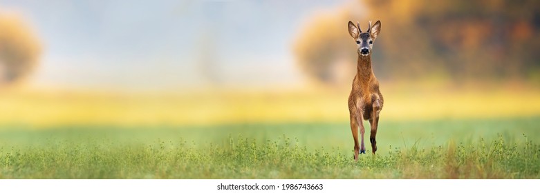 Young Roe Deer Buck Spring Forward And Approaching From Front View