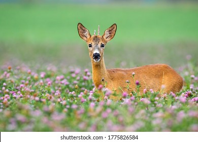 Young roe deer, capreolus capreolus, with little antlers looking from clover during the summer. Immature buck looking from flowers to the camera. Juvenile mammal standing on field.