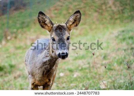 Similar – Image, Stock Photo Young roe deer in a field of tall grass looking at the camera
