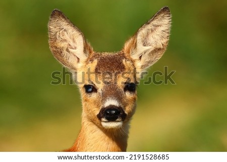 Similar – Image, Stock Photo The japanese deer