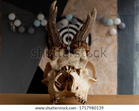 Young roe deer skull with bullseye in the background.