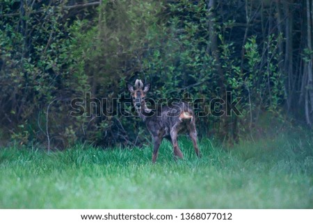 Similar – Roebuck in the evening light