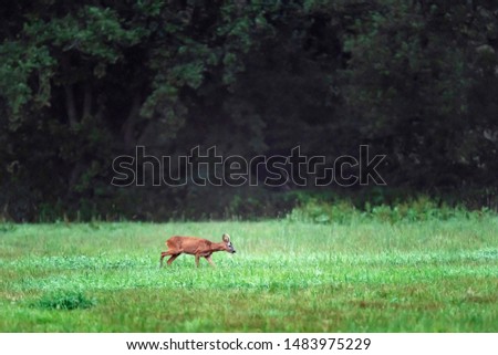 Similar – Roebuck in the evening light