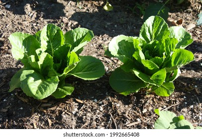 Young Romaine Lettuce Growing In A Backyard Garden.