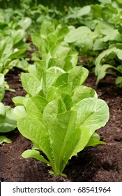 Young Romaine Lettuce Plants Growing In The Spring Garden