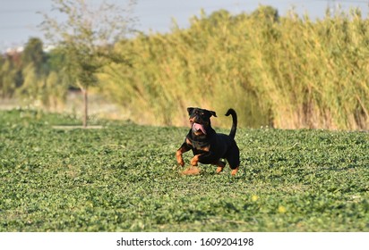 Young rottweiler in the grass - Shutterstock ID 1609204198