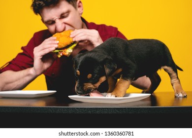 A Young Rottweiler Pup Is Having Some Sausage While His Master A Young Modern Man Is Eating His Hamburger.
True Friendship. Young Puppy Is A Member Of The Family And A Devoted Friend.  Studio Shot