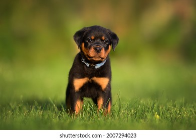 Young Rottweiler Puppy In A Blue Collar Standing On Grass