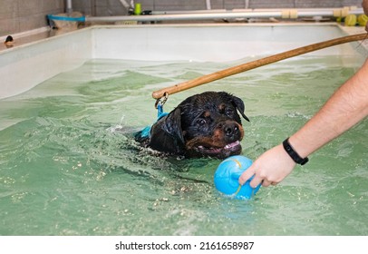 can rottweilers swim