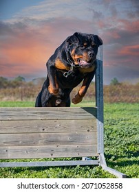 Young Rottweiler Training In The K9 With His Owner