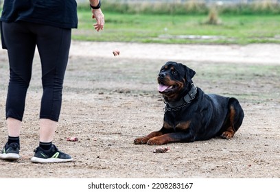 Young  Rottweiler Training In The Nature For Food Refusal