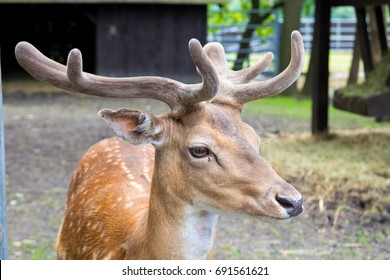 Young Royal Deer Stock Photo 691561621 | Shutterstock