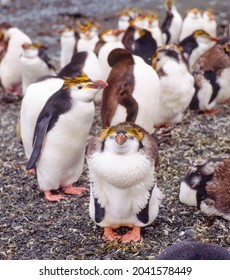 Young Royal Penguins Dropping Their Feathers Macquarie Island Australia