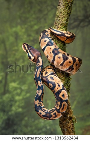 A young royal python wrapped around a tree trunk with its head facing upwards