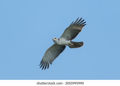 A Young Rufous-bellied Eagle In Flight From Below