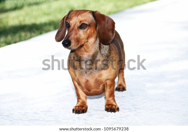 Young Rusty Red Miniature Smooth Doxie Animals Wildlife Stock Image