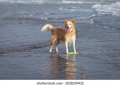 Sable Border Collie Images Stock Photos Vectors Shutterstock