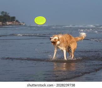 Sable Border Collie Images Stock Photos Vectors Shutterstock