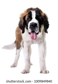 Young Saint Bernard In Front Of White Background