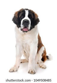Young Saint Bernard In Front Of White Background
