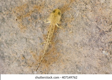 Young Salamander, Larva Of Salamander From Forest Stream