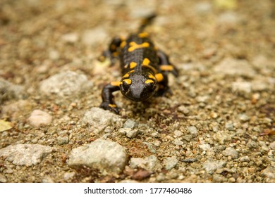 Young Salamander On The Forest Road, Slovakia