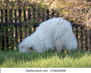 Young Samoyed Dog With White Fluffy Coat Digging And Sniffing At Green Grass Garden. Cute Happy Russian Bjelkier Dog Is A Breed Of Large Herding Dogs.