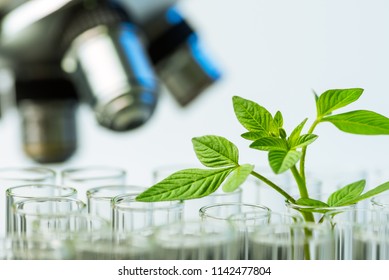 Young Sample Plant Growing In Test Tube With Microscope Background , Biotechnology Research Concept.