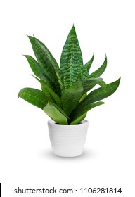 Young Sansevieria A Potted Plant Isolated Over White